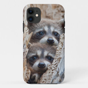 Wyoming, Lincoln County, Racoon iPhone 11 Case