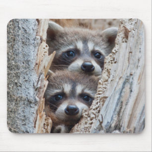 Wyoming, Lincoln County, Racoon Mouse Mat