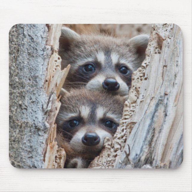 Wyoming, Lincoln County, Racoon Mouse Mat (Front)