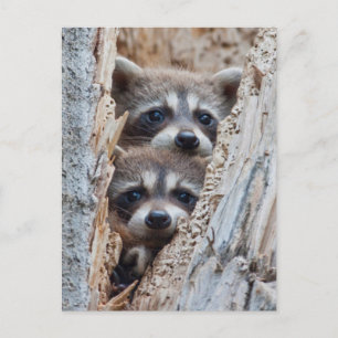 Wyoming, Lincoln County, Racoon Postcard