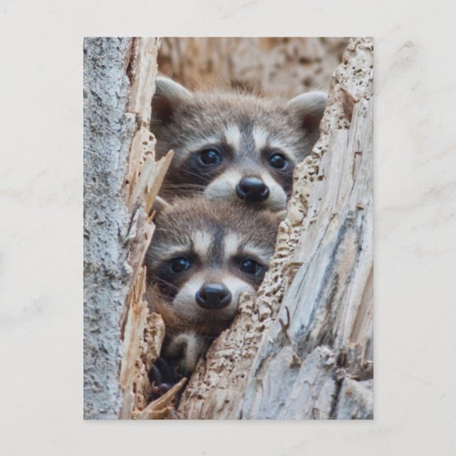 Wyoming, Lincoln County, Racoon Postcard (Front)