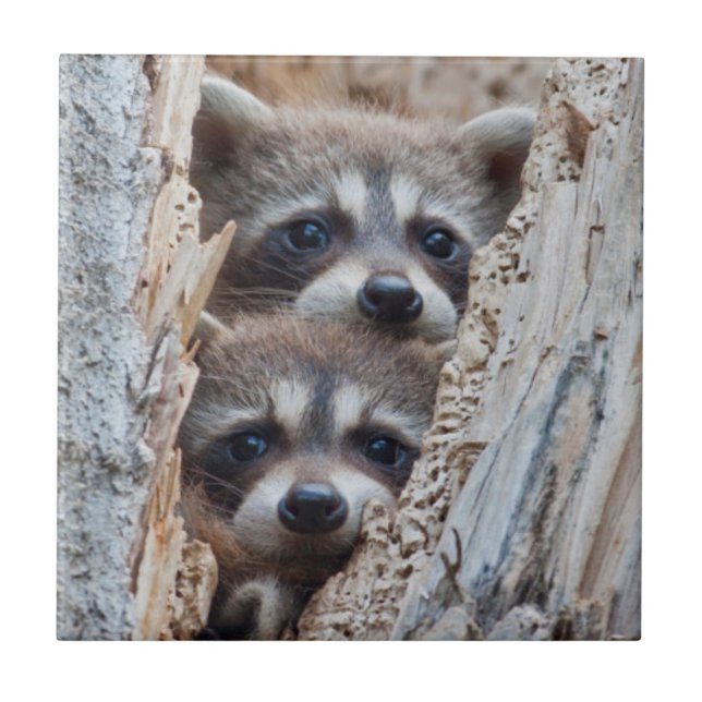 Wyoming, Lincoln County, Racoon Tile (Front)