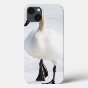 Wyoming, National Elk Refuge, Trumpeter Swan iPhone 13 Case