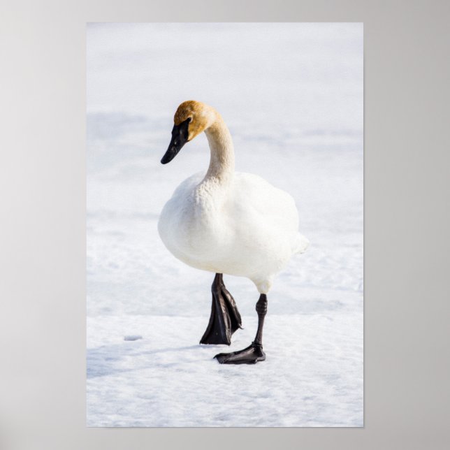 Wyoming, National Elk Refuge, Trumpeter Swan Poster (Front)