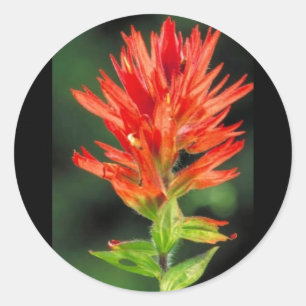 Wyoming Paintbrush Classic Round Sticker