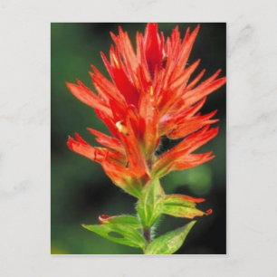 Wyoming Paintbrush Postcard