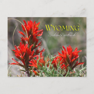 Wyoming State Flower: Indian Paintbrush Postcard