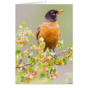 Wyoming, Sublette County, An American Robin