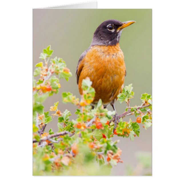 Wyoming, Sublette County, An American Robin (Front)