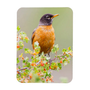 Wyoming, Sublette County, An American Robin Magnet