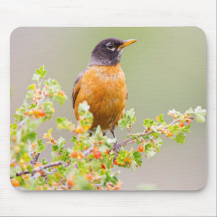 Wyoming, Sublette County, An American Robin Mouse Mat