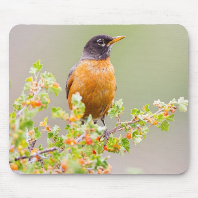 Wyoming, Sublette County, An American Robin Mouse Mat (Front)