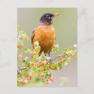 Wyoming, Sublette County, An American Robin Postcard