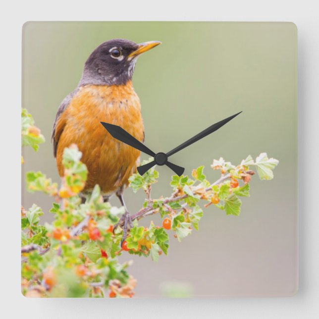 Wyoming, Sublette County, An American Robin Square Wall Clock (Front)