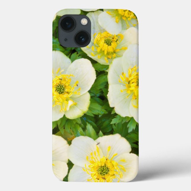 Wyoming, Sublette County, Close-up of a group Case-Mate iPhone Case (Back)