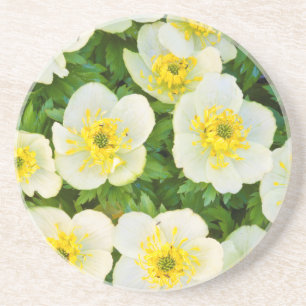 Wyoming, Sublette County, Close-up of a group Coaster