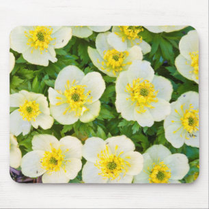 Wyoming, Sublette County, Close-up of a group Mouse Mat