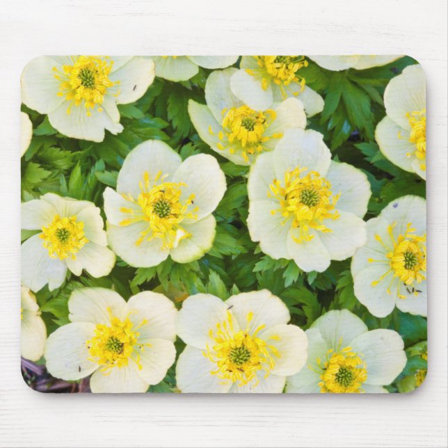 Wyoming, Sublette County, Close-up of a group Mouse Mat (Front)