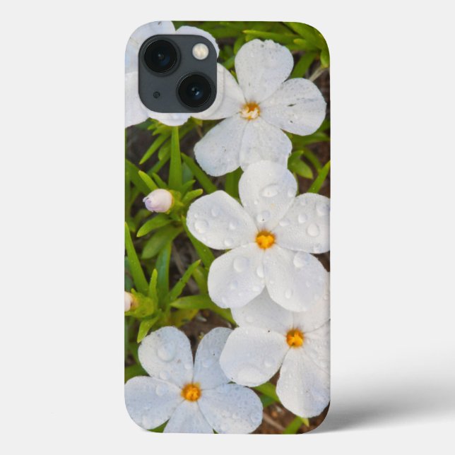 Wyoming, Sublette County, Close-up of Phlox Case-Mate iPhone Case (Back)