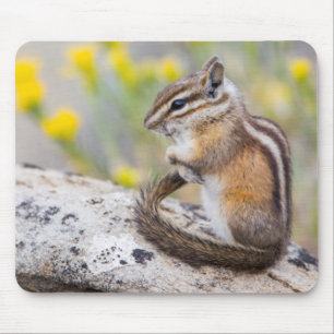 Wyoming, Sublette County, Least Chipmunk Mouse Mat