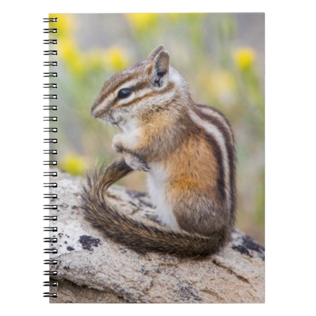 Wyoming, Sublette County, Least Chipmunk Notebook (Front)