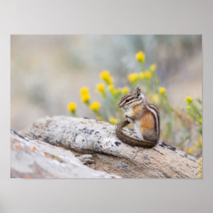 Wyoming, Sublette County, Least Chipmunk Poster