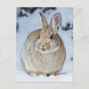 Wyoming, Sublette County, Nuttall's Cottontail Postcard
