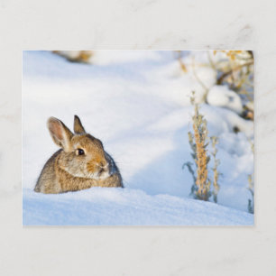 Wyoming, Sublette County, Nuttall's Cottontail Postcard