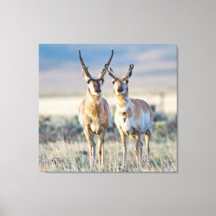 Wyoming, Sublette County, Pronghorn bucks Canvas Print