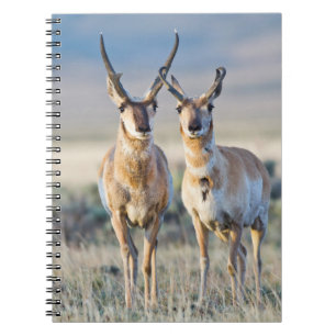 Wyoming, Sublette County, Pronghorn bucks Notebook