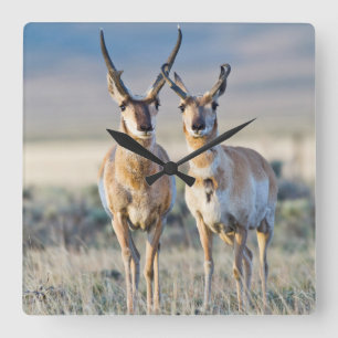 Wyoming, Sublette County, Pronghorn bucks Square Wall Clock
