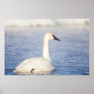 Wyoming, Sublette County, Trumpeter Swan on pond Poster