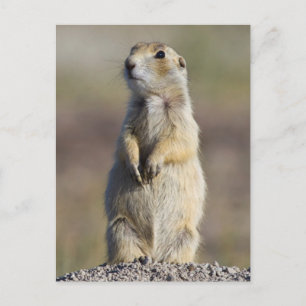 Wyoming, Sublette County, White-tailed Prairie Postcard