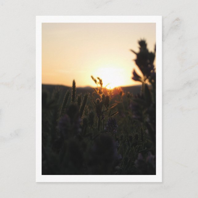Wyoming Sunrise Postcard (Front)