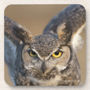 Wyoming, USA Coaster