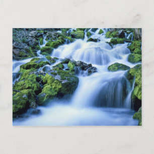 Wyoming. USA. Periodic Spring during period of Postcard