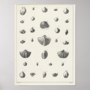 X Carboniferous Poster