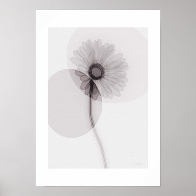 X-ray Botanical Art - Gerbera Poster (Front)