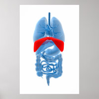 X-Ray Image Of Internal Organs With Diaphragm