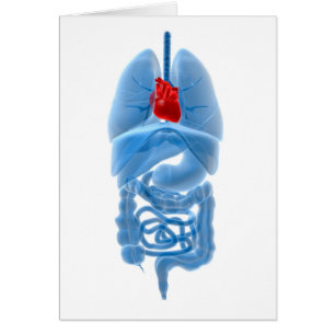 X-Ray Image Of Internal Organs With Heart