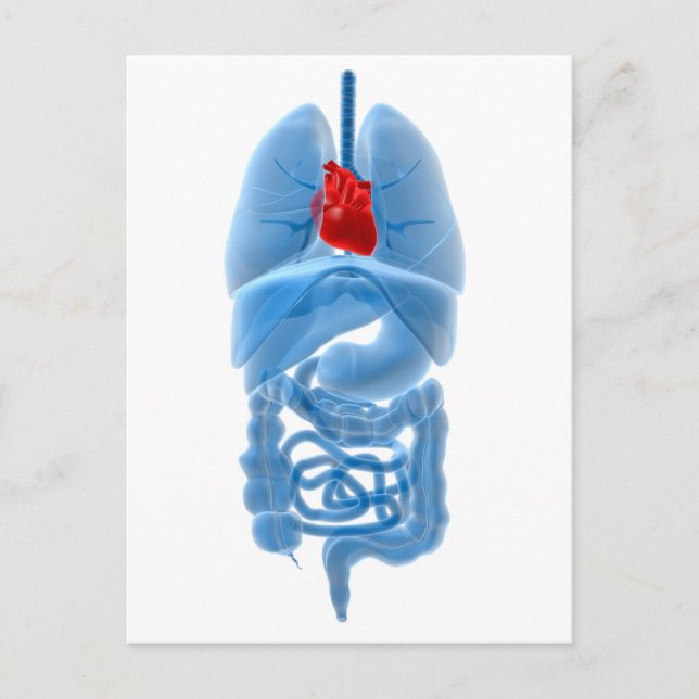 X-Ray Image Of Internal Organs With Heart Postcard (Front)