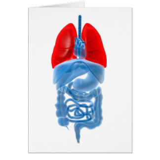 X-Ray Image Of Internal Organs With Lungs