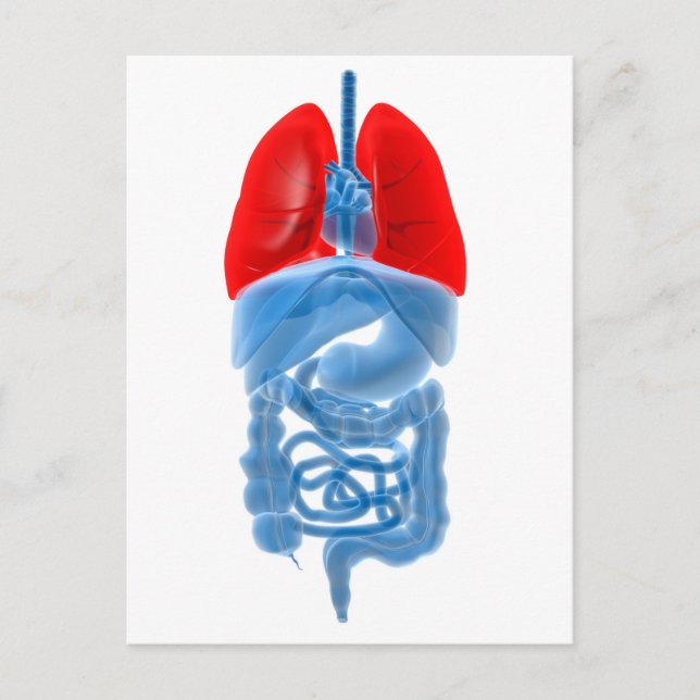 X-Ray Image Of Internal Organs With Lungs Postcard (Front)