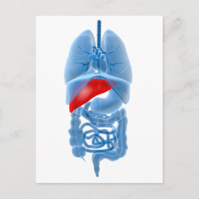 X-Ray Image Of Internal Organs With Pancreas Postcard (Front)