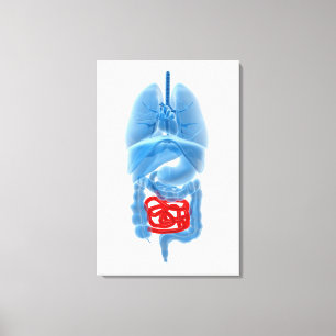 X-Ray Image Of Internal Organs With Small Canvas Print