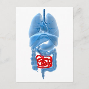 X-Ray Image Of Internal Organs With Small Postcard