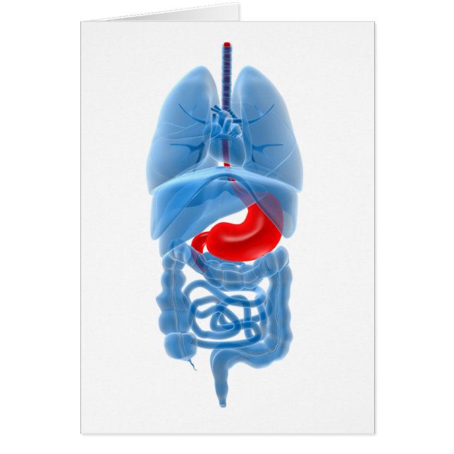 X-Ray Image Of Internal Organs With Stomach (Front)