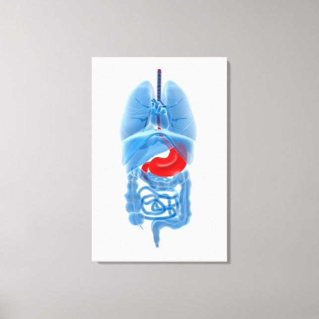X-Ray Image Of Internal Organs With Stomach Canvas Print (Front)