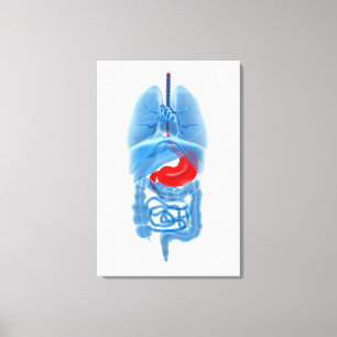 X-Ray Image Of Internal Organs With Stomach Canvas Print