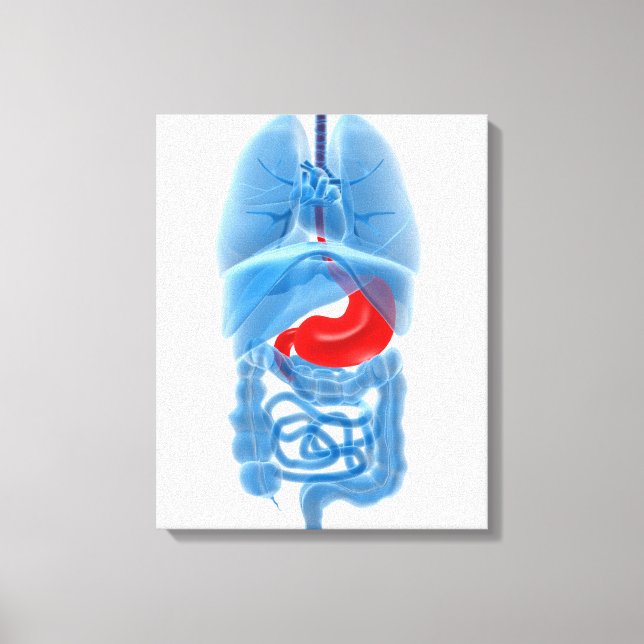 X-Ray Image Of Internal Organs With Stomach Canvas Print (Front)